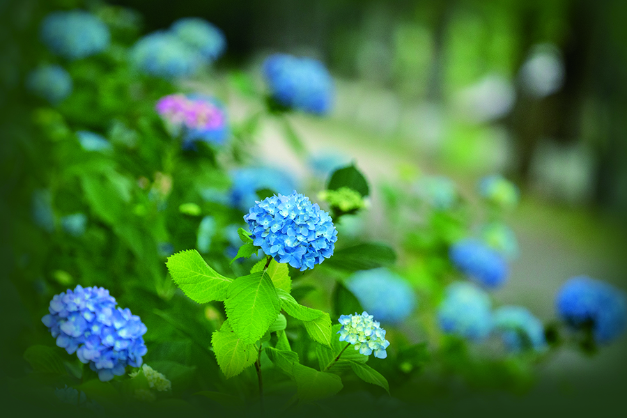 備北丘陵公園で 初夏の花物語 を開催中 7 7まで七夕飾りも展示中 東広島デジタル 東広島での生活をより豊かに より楽しくする地域情報サイト