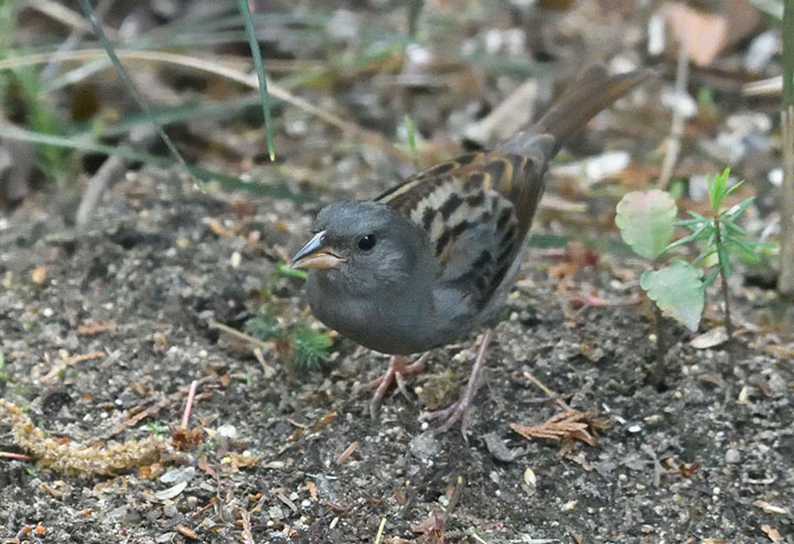 東広島で撮影 身近なのに珍しい鳥 クロジ 東広島フォトリポート 東広島デジタル 東広島での生活をより豊かに より楽しくする地域情報サイト