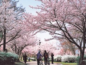 東広島の桜スポットアイキャッチ
