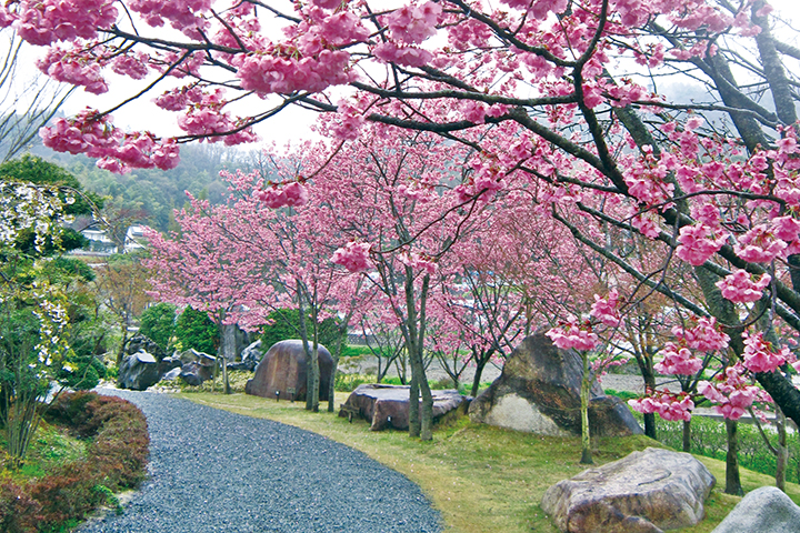 仙石庭園の桜