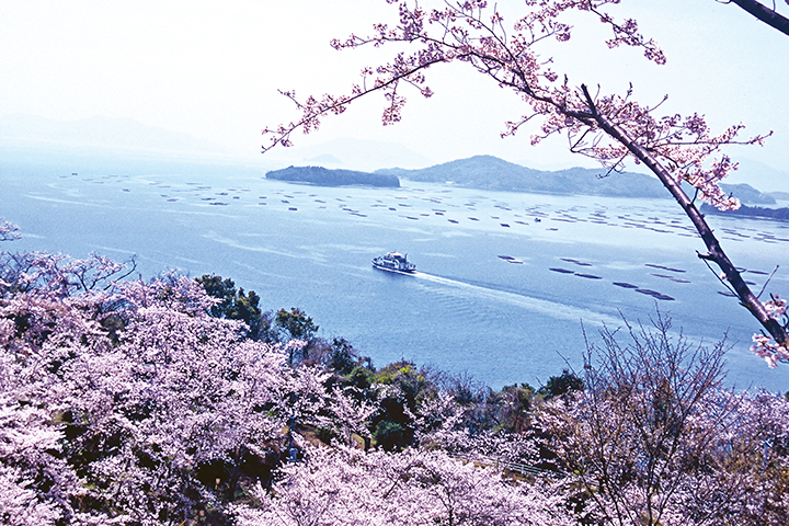 正福寺山公園の桜