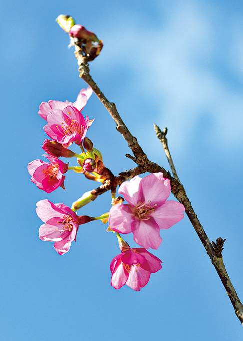 春の足音 河津桜が開花