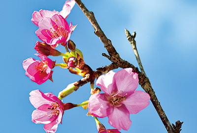 春の足音 河津桜が開花