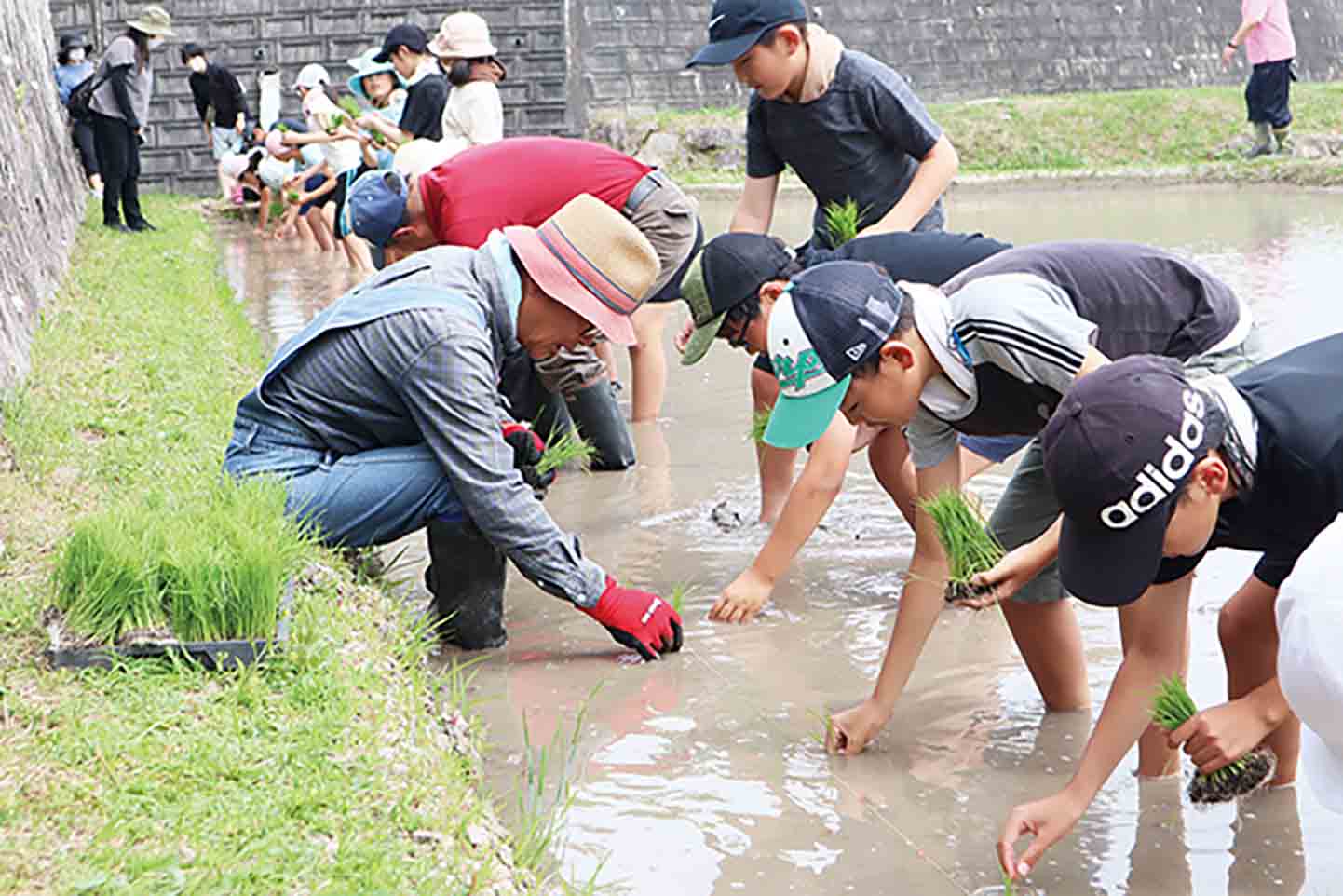 板城小学校児童ら田植え体験