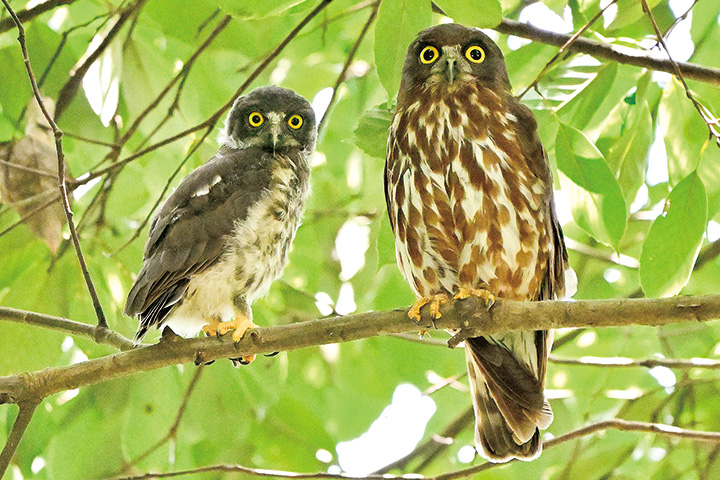 クリっとした丸い目　アオバズクの巣立ち