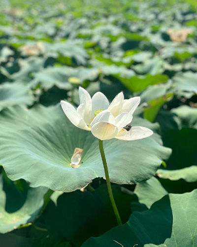 7～8月中旬に咲くレンコンの花（提供写真）