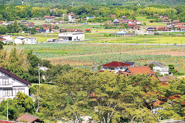 8・5㌶に広がるレンコン畑