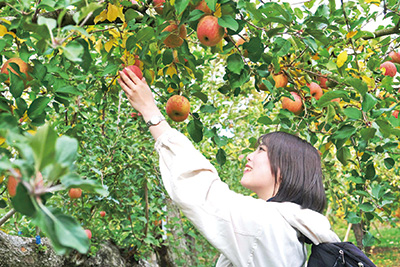 小石川観光りんご園 リンゴ狩り