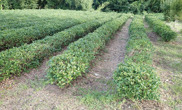 地点⑳　茶畑