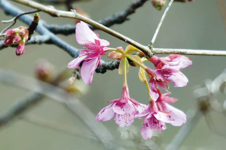 安芸津町で河津桜が開花